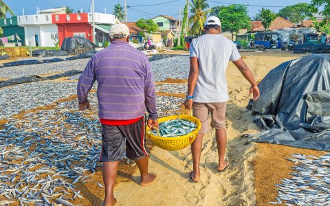 Sri Lanka - podróż wśród herbacianych pól (17).jpg
